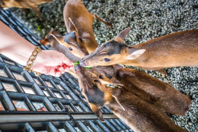 From Taipei: Yilan Funny Animal & Natural Day Tour - Inclusions
