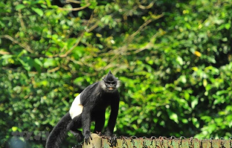 From Tam Coc/Ninh Binh: Cuc Phuong National Park Day Trip - Suitability and Restrictions
