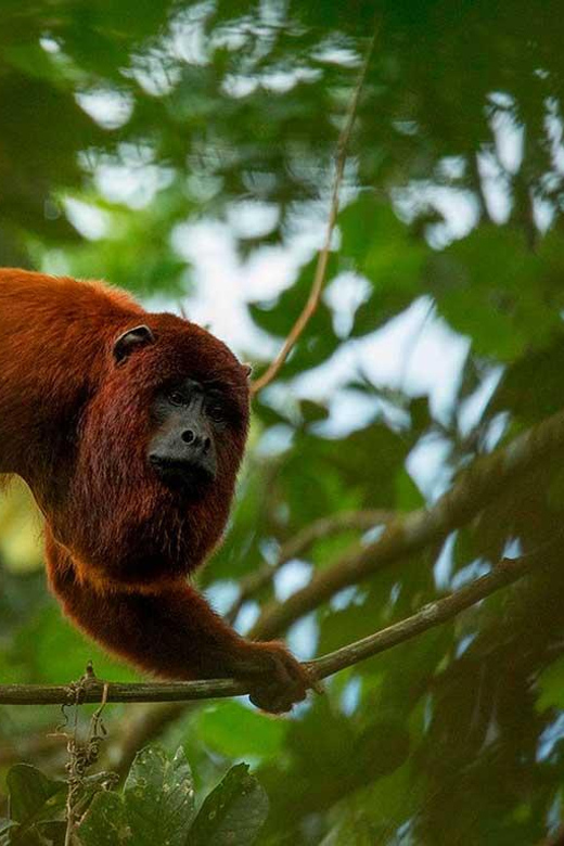 From Tambopata 4D 3N || Adventure Jungle Sandoval Lake || - Additional Information