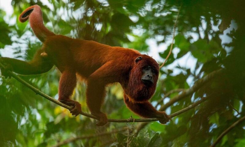 From Tambopata 4D 3N || Adventure Jungle Sandoval Lake || - Meeting and Departure