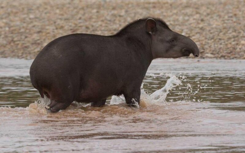 From Tambopata: Get Into Nature 2d/1n - Day 1 Activities
