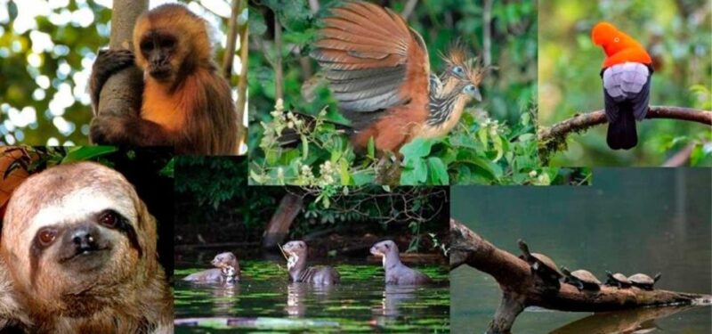 From Tambopata: in the Heart of Sandoval Lake 4d/3n - Day 3 Activities