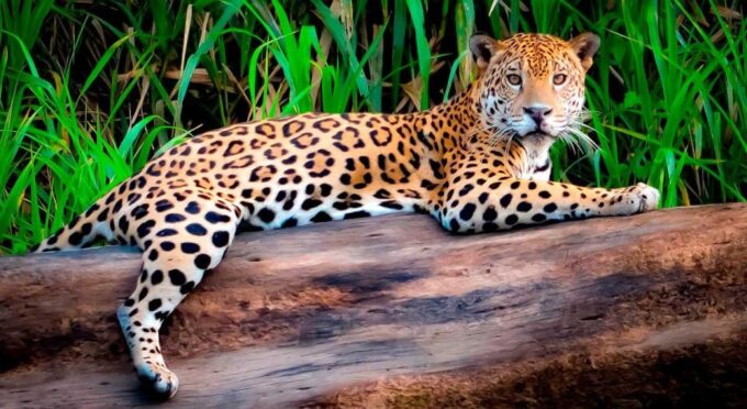 From Tambopata: in the Heart of Sandoval Lake 4d/3n - Inclusions and Exclusions