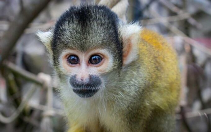 From Tambopata: Living Jungle 3d/2n - Frequently Asked Questions