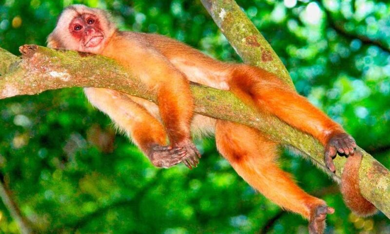 From Tambopata || Monkey Island + Sandoval Lake + Bonfire || - Day 3: Tapir Trail and Departure