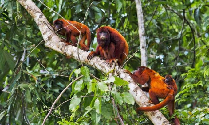 From Tambopata || Monkey Island + Sandoval Lake + Bonfire || - Frequently Asked Questions