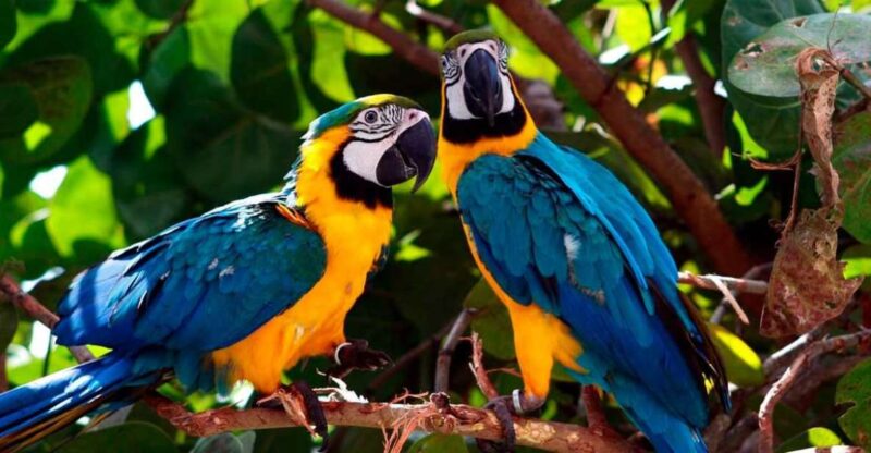 From Tambopata: Parrots and Macaws Clay Lick - Key Points
