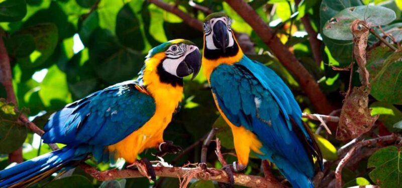 From Tambopata: Parrots and Macaws Clay Lick - Experience Highlights