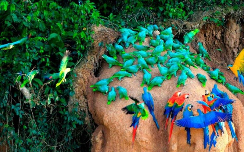 From Tambopata: Parrots and Macaws Clay Lick - Important Information