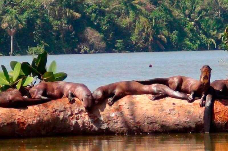 From Tambopata: Sandoval Lake Full Day - Activity Overview