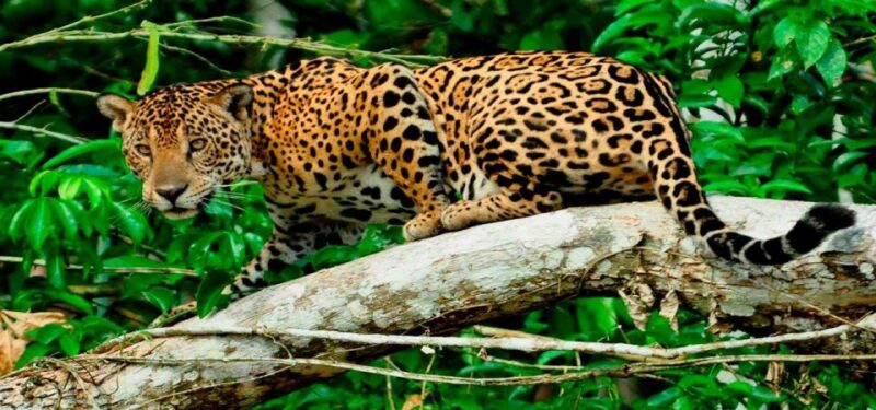 From Tambopata: Sandoval Lake Full Day - Inclusions