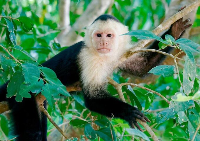 From Tambopata: Sandoval Lake Full Day - Tour Operator Information