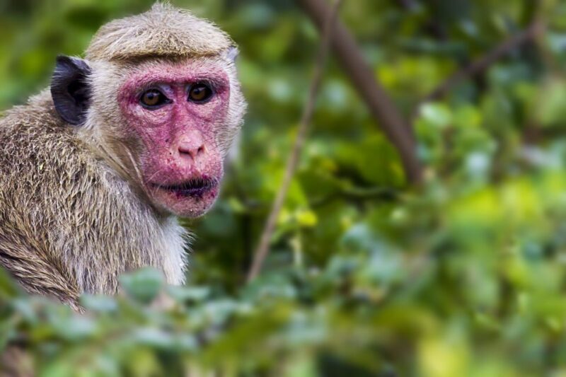 From Tangalle/Hiriketiya: Ella Transfer & Udawalawe Safari - Best Time for Wildlife Viewing
