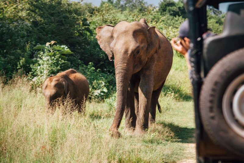 From Tangalle/Hiriketiya: Shuttle to Ella With Yala Safari - Key Points