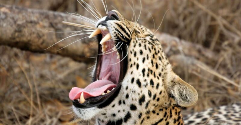 From Tangalle/Hiriketiya: Shuttle to Ella With Yala Safari - Safari Details