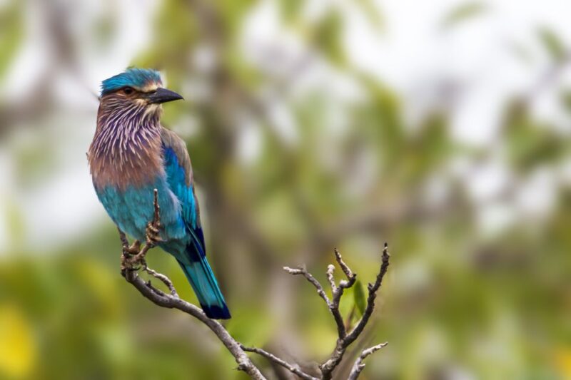 From Tangalle/Hiriketiya: Shuttle to Ella With Yala Safari - Inclusions