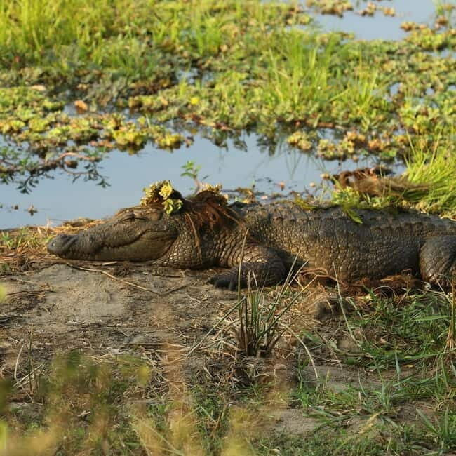 From Tangalle/ Hiriketiya: Yala Safari with Drop: Ella - Key Points