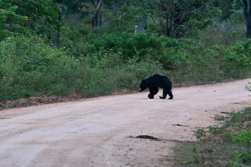 From Tangalle/ Hiriketiya: Yala Safari with Drop: Ella - Final Thoughts