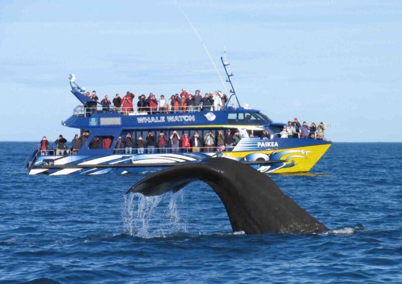 From Tangalle: Mirissa Whale Watching Tour With Breakfast - Experience Highlights