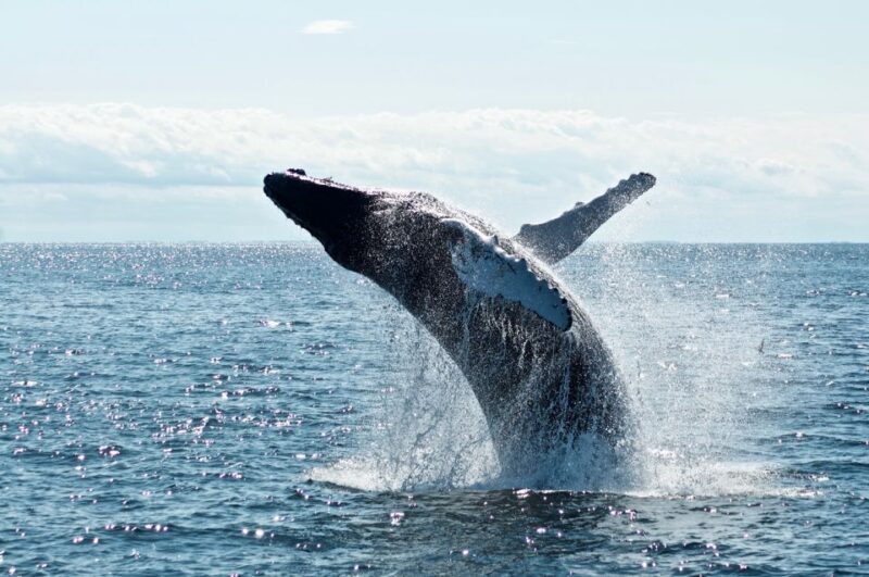 From Tangalle: Mirissa Whale Watching Tour With Breakfast - Naturalist Guidance