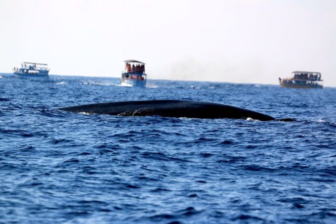 From Tangalle: Mirissa Whale Watching Tour With Breakfast - Frequently Asked Questions