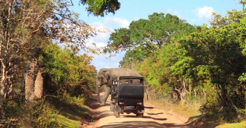 From Tangalle: Shuttle to Nuwara Eliya With Udawalawe Safari - Key Points