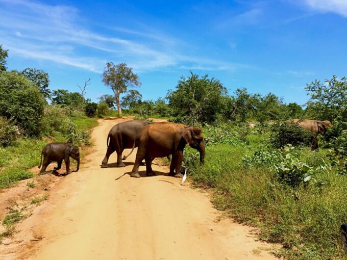 From Tangalle: Shuttle to Nuwara Eliya With Udawalawe Safari - Safari Experience and Photography