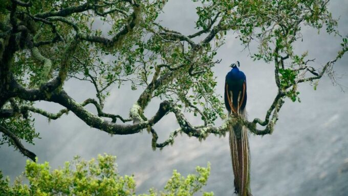 From Tangalle: Shuttle to Nuwara Eliya With Udawalawe Safari - Cancellation and Refund Policy