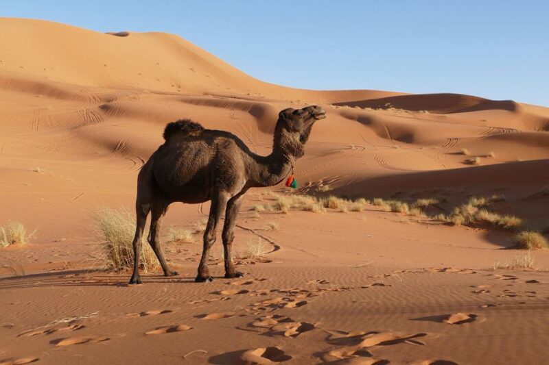 From Tangier : 10 Days to Chefchaouen and Fes ,Sahara Desert - Sahara Desert Experience