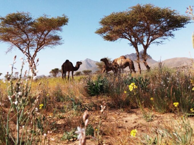 From Tangier: 6-Day Desert and Mountain Tour to Merzouga - Discover Chefchaouen and Fes