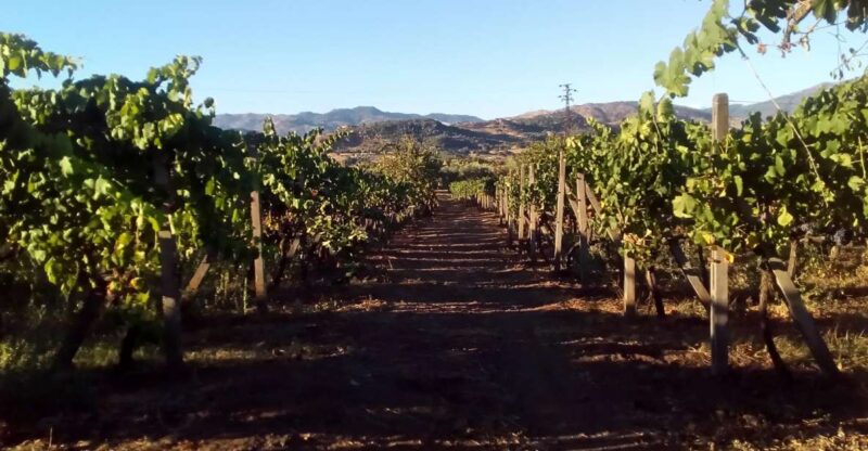 From Taormina: Etna Wineries Small Group Tour - Key Points