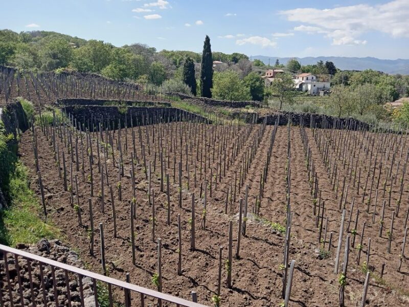 From Taormina: Mount Etna Tour With Food and Wine Tasting - Key Points