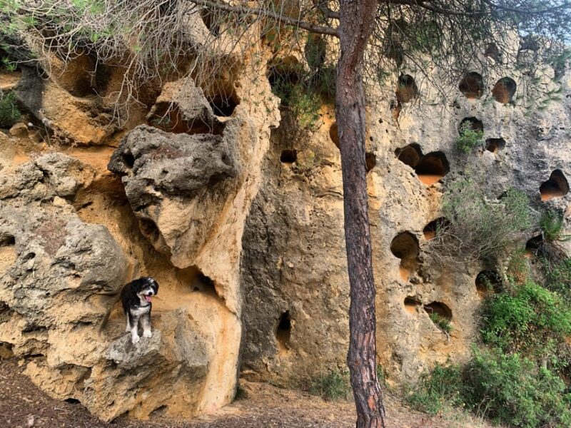 From Tarifa: Guided Hiking Tour in the Strait Natural Park - Wildlife and Nature