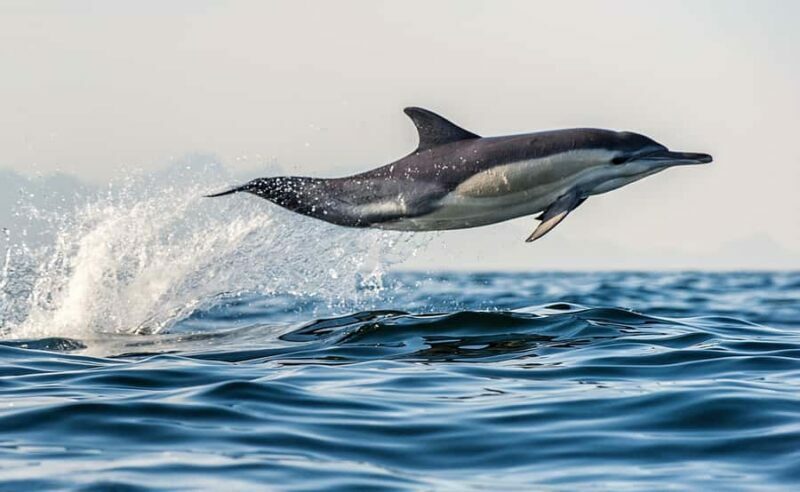 From Tauranga: Dolphin and Wildlife Cruise - Practical Tips for Travelers