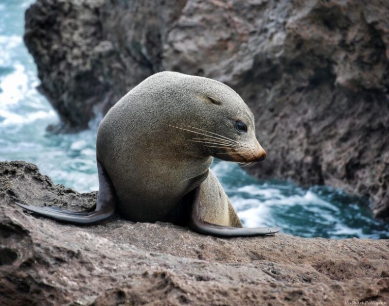From Tauranga: Dolphin and Wildlife Cruise - Key Points
