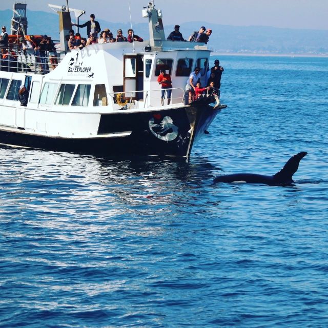 From Tauranga: Dolphin and Wildlife Cruise - Pricing and Cancellation Policy