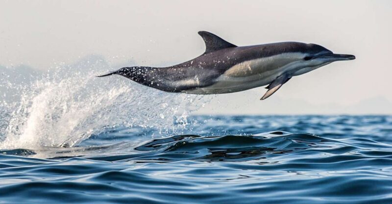 From Tauranga: Dolphin and Wildlife Cruise - Starting Point and Itinerary
