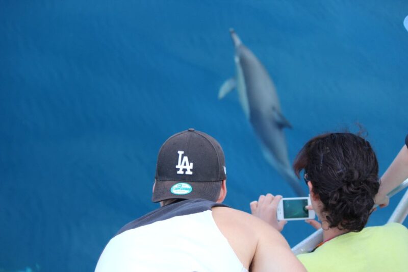From Tauranga: Dolphin and Wildlife Cruise - Guided Tour Highlights