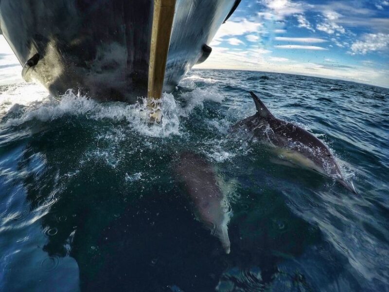 From Tauranga: Dolphin and Wildlife Cruise - Onboard Amenities and Facilities