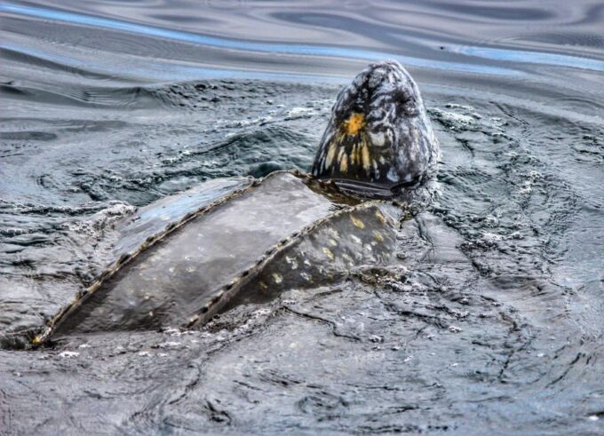 From Tauranga: Dolphin and Wildlife Cruise - Meeting Point and Recommendations
