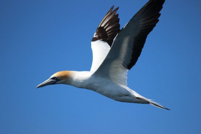 From Tauranga: Dolphin and Wildlife Cruise - Recap