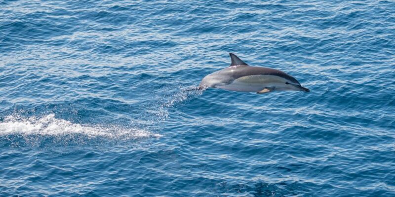 From Tauranga: Half-Day Swimming With Dolphins Tour - Key Points