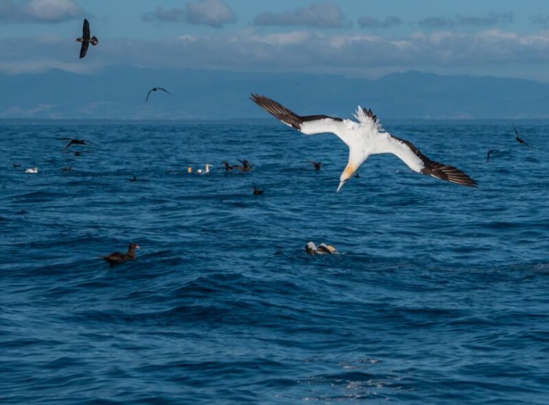 From Tauranga: Half-Day Swimming With Dolphins Tour - Activity Details