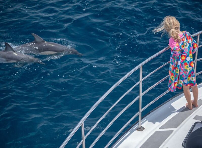 From Tauranga: Half-Day Swimming With Dolphins Tour - Highlights of the Experience