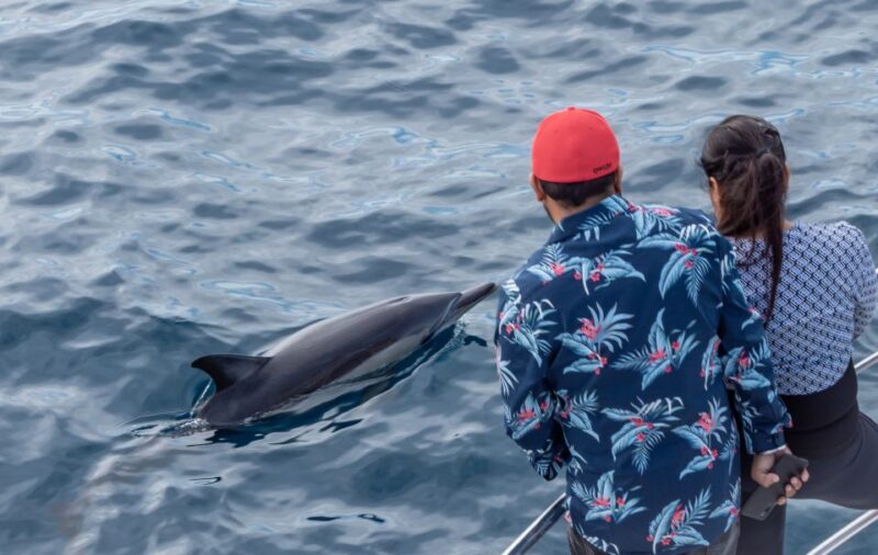 From Tauranga: Half-Day Swimming With Dolphins Tour - Important Considerations