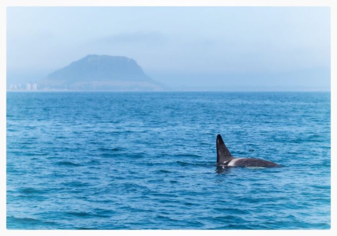 From Tauranga: Half-Day Swimming With Dolphins Tour - Booking and Cancellation Policy