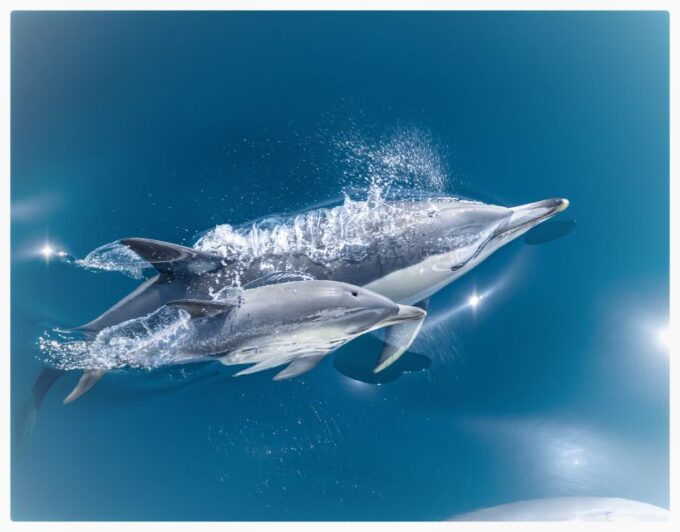 From Tauranga: Half-Day Swimming With Dolphins Tour - Recap
