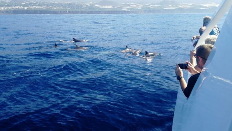 From Tazacorte: Fast Yacht Tour of La Palma - Booking Details