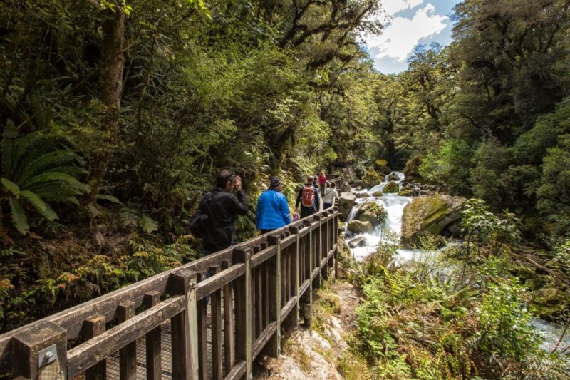 From Te Anau: Milford Sound Coach, Cruise, and Walks - Included in the Tour
