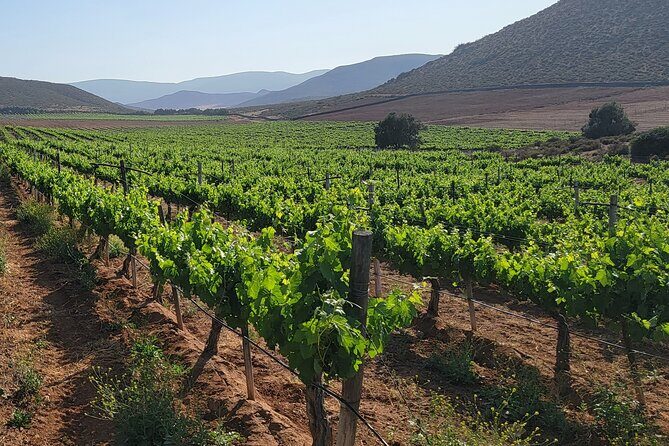 From the Border Valle de Guadalupe Private Wine Tour - Exploring the Tour Itself